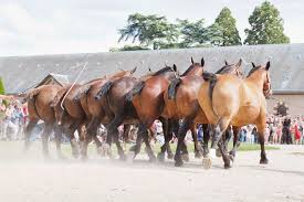 Norman Cobs Horses Most Beautiful Horses Big Horses