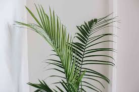 All you need to do is take a broom handle and make several holes 6 inches or more deep around the tree about a foot and half out from the trunk of the tree and pour each hole full to the top with epsom salts. Majesty Palm Care And Growing Guide