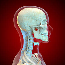 In c1 it is just a small. The Multiple Meanings Of The Term Cervical