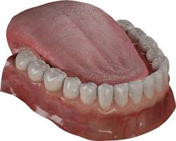 Free 3d Teeth Model 3d Gladiator In 2020 Toolbag Teeth Uvs