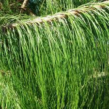 Thank you for visiting our pine tree pictures, please come back soon for some more great tree pictures! Buy Mexican Weeping Pine Pinus Patula 30 Seeds Online Seeds Hobbyseeds Store