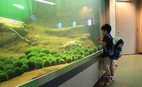 The Legend Of Your Moss Ball Pet Marimo Marimo Moss Marimo Moss Ball