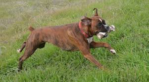 Carda is a member of vimeo, the home for high quality videos and the people who love them. Carda California Rescue Dog Association