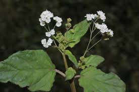 Image result for Nyctaginaceae