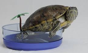 If you have pet turtles, there's a pretty good chance you've wondered yourself how fast do pet turtles grow? most pet turtles (i'd say they're mostly aquatic turtles) have beautiful plastron shell patterns that change as the turtle get older, bigger, and matures. Turtle Faq S Central Mississippi Turtle Rescue