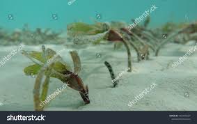 Image result for Thalassia hemprichii
