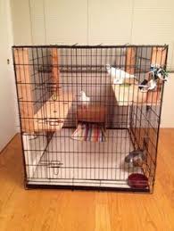 Extra Large Bird Cage For Sale Cheap Extra Large Dog Crate As Indoor Pigeon Cage Pet Pigeon Pet Bird Cage Extra Large Dog Crate