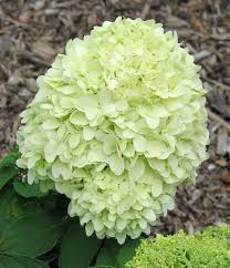 Image result for Gaertnera paniculata