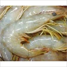 Image result for shrimp fish