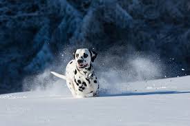 Dalmatian Dog Running And Jumping In Snow Dalmatian Dogs Dalmatian Dogs