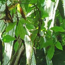 Image result for Cayaponia