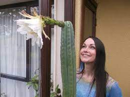 The cactus grows naturally in peru, ecuador, chile, bolivia, and argentina, along the andes mountains. My 15 Yr Old Trichocerus Pachanoi San Pedro Cactus 1st Ever Bloom July 2013 Youtube