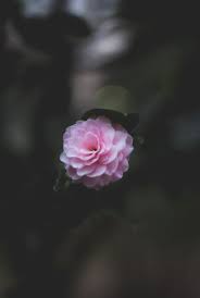 They make you feel special, graceful and elegant at the same time. Green Reblooming Nf Photo You Are C 2017 Nozomu F Instagram Flowers Photography Flower Words Beautiful Flowers