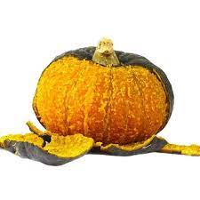 japan vegetable 6 seeds pumpkin 绿贝贝迷你小南瓜种子高产日本进口板栗蔬菜种子 pumpkin vegetables seeds
