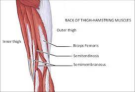 | meaning, pronunciation, translations and examples. Hamstring Strain Exercises From A Pilates Perspective