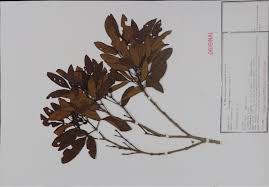 Image result for Cunoniaceae