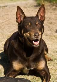 Pin By Daniela On Canine Australian Kelpie Dog Australian Kelpie Australian Dog Breeds