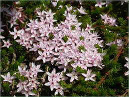 Image result for Tetragonia calycina