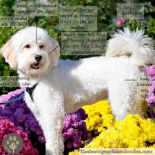 To achieve the teddy bear look, goldendoodles need their faces groomed in a particular way. The Teddy Bear Goldendoodle Haircut Timberidge Goldendoodles