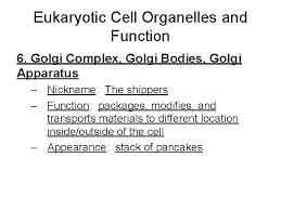 The golgi apparatus functions as an organelle found within the cells of the majority of eukaryotic organisms. Cell Organelles And Structures Notes What Is A