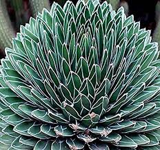 We did not find results for: 10 Drought Tolerant Plants For Dry Climate And Low Water Conditions