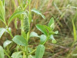 Image result for Sphenoclea