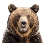 Hình ảnh Gấu Cười PNG , Nụ Cười, Con Gấu, Vui Mừng PNG trong ...