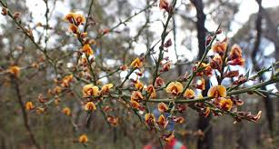 Image result for Savannosiphon euryphyllus