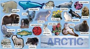 Eka Global Perkasa On Twitter Available Now Arctic Plants Animals Mini Bulletin Board Only 67 000 Http T Co Iqi6x5rsrr