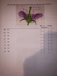 Learn more about the main parts of a flower. Solved Label The Major Flower Parts And Identify Which Ar Chegg Com