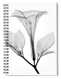 Help support me on patreon! An X Ray Of A Datura Flower Spiral Notebook For Sale By Ted Kinsman