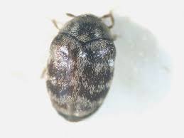 Viele kleine schwarze käfer an der kellertreppe und an pflanzen. Australischer Teppichkafer Umweltbundesamt