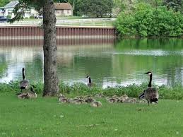 For more information about camping in fergus falls, mn, or for additional resources regarding experiencing the outdoors in minnesota, visit the national park service. 7 Best Things To Do In Fergus Falls Minnesota