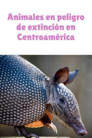 Pin En Mascotas