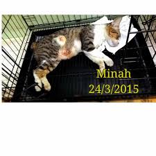 Cara mudah memandikan sendiri kucing kamu di rumah dengan baik dan benar. Kos Ubat Cacing Kucing Rawatan E