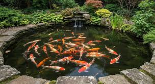 9 Easy Steps To Build A Small Koi Pond With A Waterfall