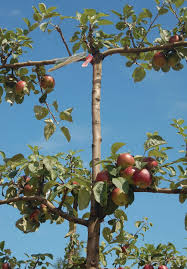 Best fruit trees for espalier the best fruits for espalier are most varieties of apples and pears. Espalier Apple Trees Knowledgebase Johnson S Nursery