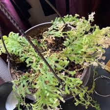 Image result for Selaginella vogelii