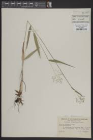Image result for Panicum carneovaginatum