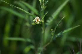 Image result for Aeschynomene indica