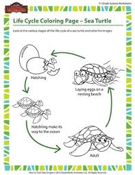 Use these biome coloring pages with kindergartners, grade 1, grade 2, grade 3, and grade 4 students. Sea Turtle Life Cycle Online Coloring Pages For Kids Sod