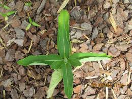 Zizotes milkweed is a great plant for a butterfly garden or just a decorative garden. Earth Rangers Milkweeds