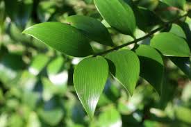 ナギ 凪 梛 竹柏 の木とは 花言葉はつけられていない Horti ホルティ By Greensnap