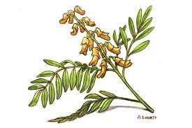 Image result for Sophora inhambanensis