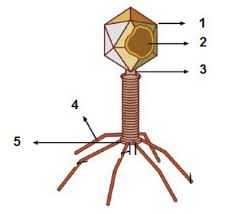 So macht lernen richtig spaß. Soal Pilihan Ganda Jawabannya Biologi Kelas 10 Bab 4 Virus Sekolahmuonline Com Sekolahmuonline