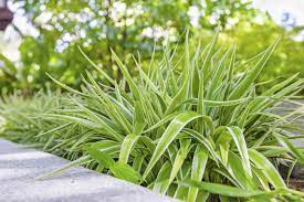 While spider plants can generally spend the spring, summer, and early fall outside, surviving through the winter is less assured. Caring For Spider Plants In Gardens Using Spider Plant For Ground Coverage