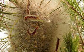 Il permet d'empêcher les chenilles processionnaires de descendre du pin. Degats Occasionnes Par La Chenille Processionnaire Du Pin Dossier