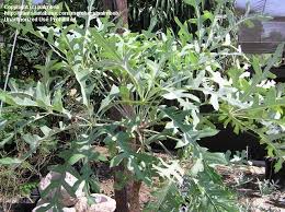 Image result for Cussonia sessilis