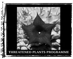 Image result for Vangueriopsis lanciflora