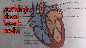 Working Human Heart Science Model 10th Class Working Heart Model Science Model Heart Model Science Projects